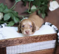 LEGEND - AKC Cream, a male Miniature Dachshund for sale in Graceville, FL – Photo 5 of 8