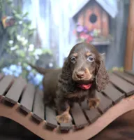 JACIK - FULL IMPORT - AKC, a male Miniature Dachshund for sale in Graceville, FL – Photo 3 of 8