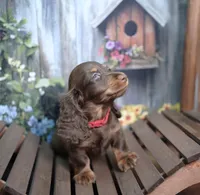 JACIK - FULL IMPORT - AKC, a male Miniature Dachshund for sale in Graceville, FL – Photo 1 of 8