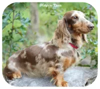 JACIK - FULL IMPORT - AKC, a male Miniature Dachshund for sale in Graceville, FL – Photo 7 of 8