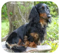 JACIK - FULL IMPORT - AKC, a male Miniature Dachshund for sale in Graceville, FL – Photo 8 of 8