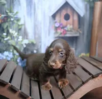 JACIK - FULL IMPORT - AKC, a male Miniature Dachshund for sale in Graceville, FL – Photo 4 of 8