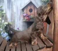 JACIK - FULL IMPORT - AKC, a male Miniature Dachshund for sale in Graceville, FL – Photo 2 of 8