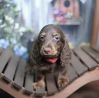 JACIK - FULL IMPORT - AKC, a male Miniature Dachshund for sale in Graceville, FL – Photo 6 of 8