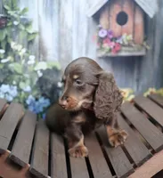 JACIK - FULL IMPORT - AKC, a male Miniature Dachshund for sale in Graceville, FL – Photo 5 of 8