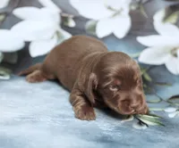 P.B. ~ AKC Chocolate/Tan LH, a male Miniature Dachshund for sale in Graceville, FL – Photo 4 of 6