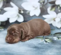 P.B. ~ AKC Chocolate/Tan LH, a male Miniature Dachshund for sale in Graceville, FL – Photo 3 of 6