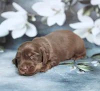 P.B. ~ AKC Chocolate/Tan LH, a male Miniature Dachshund for sale in Graceville, FL – Photo 6 of 6