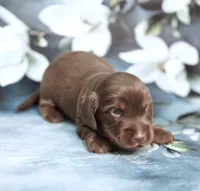 P.B. ~ AKC Chocolate/Tan LH, a male Miniature Dachshund for sale in Graceville, FL – Photo 2 of 6