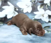 P.B. ~ AKC Chocolate/Tan LH, a male Miniature Dachshund for sale in Graceville, FL – Photo 5 of 6