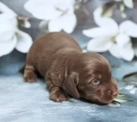 P.B. ~ AKC Chocolate/Tan LH, a male Miniature Dachshund for sale in Graceville, FL – Photo 1 of 6