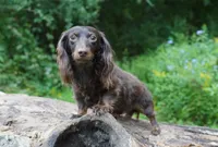 MIDAS ~ AKC Proven Stud/PET, a male Miniature Dachshund for sale in Graceville, FL – Photo 4 of 5