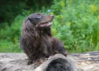 MIDAS ~ AKC Proven Stud/PET, a male Miniature Dachshund for sale in Graceville, FL – Photo 3 of 5