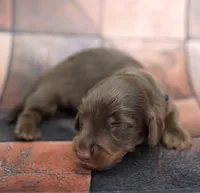 JORVIC - FULL IMPORT - AKC, a male Miniature Dachshund for sale in Graceville, FL – Photo 5 of 6