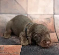 JORVIC - FULL IMPORT - AKC, a male Miniature Dachshund for sale in Graceville, FL – Photo 1 of 6