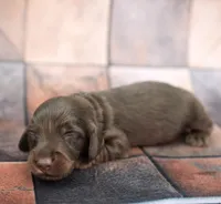 JORVIC - FULL IMPORT - AKC, a male Miniature Dachshund for sale in Graceville, FL – Photo 2 of 6