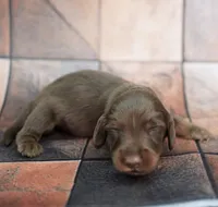 JORVIC - FULL IMPORT - AKC, a male Miniature Dachshund for sale in Graceville, FL – Photo 4 of 6