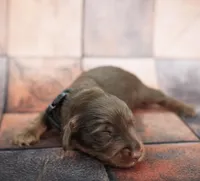 JORVIC - FULL IMPORT - AKC, a male Miniature Dachshund for sale in Graceville, FL – Photo 6 of 6