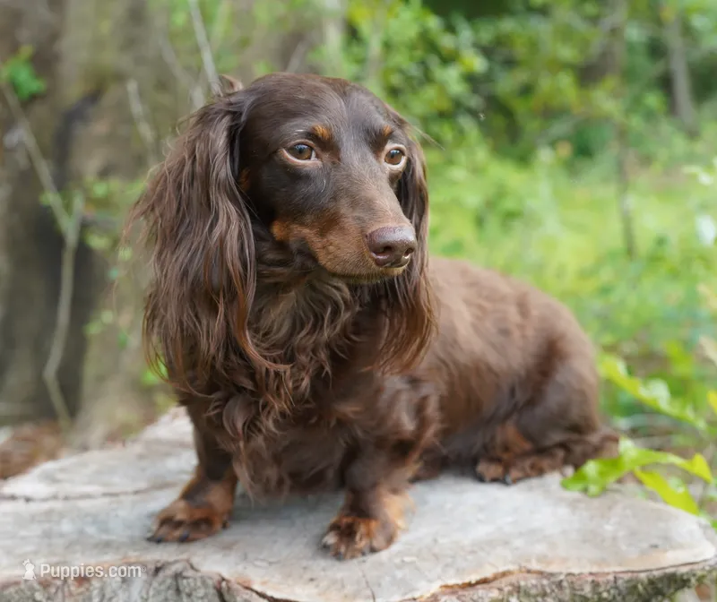 MIDAS ~ AKC Proven Stud