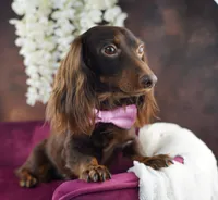 MIDAS ~ AKC Proven Stud, a male Miniature Dachshund for sale in Graceville, FL – Photo 2 of 6
