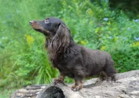 MIDAS ~ AKC Proven Stud, a male Miniature Dachshund for sale in Graceville, FL – Photo 6 of 6