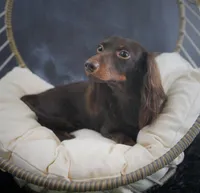 MIDAS ~ AKC Proven Stud, a male Miniature Dachshund for sale in Graceville, FL – Photo 3 of 6