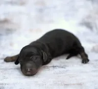 MAIYA ~ AKC Black/Tan LH, a female Miniature Dachshund for sale in Graceville, FL – Photo 2 of 7
