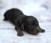 MAIYA ~ AKC Black/Tan LH, a female Miniature Dachshund for sale in Graceville, FL – Photo 4 of 7