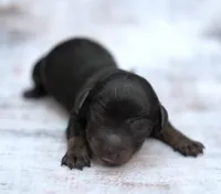 MAIYA ~ AKC Black/Tan LH, a female Miniature Dachshund for sale in Graceville, FL – Photo 3 of 7