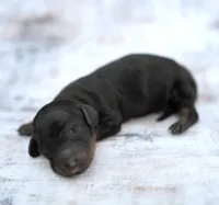 MAIYA ~ AKC Black/Tan LH, a female Miniature Dachshund for sale in Graceville, FL – Photo 5 of 7