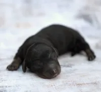 MAIYA ~ AKC Black/Tan LH, a female Miniature Dachshund for sale in Graceville, FL – Photo 1 of 7
