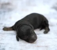 MAIYA ~ AKC Black/Tan LH, a female Miniature Dachshund for sale in Graceville, FL – Photo 6 of 7