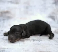 MAIYA ~ AKC Black/Tan LH, a female Miniature Dachshund for sale in Graceville, FL – Photo 7 of 7