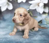 LANDER - AKC Cream, a male Miniature Dachshund for sale in Graceville, FL – Photo 5 of 6