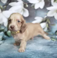 LANDER - AKC Cream, a male Miniature Dachshund for sale in Graceville, FL – Photo 3 of 6