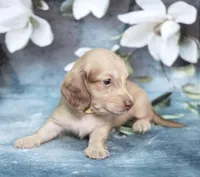 LANDER - AKC Cream, a male Miniature Dachshund for sale in Graceville, FL – Photo 4 of 6