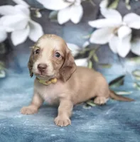 LANDER - AKC Cream, a male Miniature Dachshund for sale in Graceville, FL – Photo 6 of 6