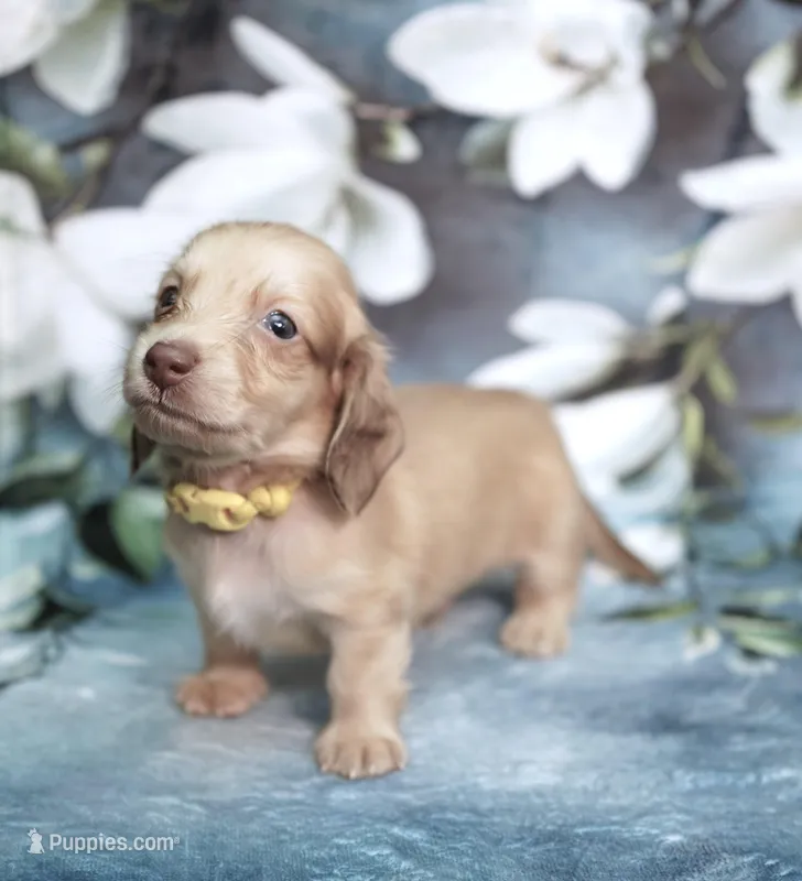 LANDER - AKC Cream, a male Miniature Dachshund for sale in Graceville, FL – Photo 1 of 6