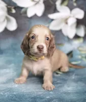 LANDER - AKC Cream, a male Miniature Dachshund for sale in Graceville, FL – Photo 2 of 6