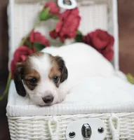 KUDDLES - AKC Red Pie, a female Miniature Dachshund for sale in Graceville, FL – Photo 5 of 7
