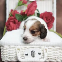 KUDDLES - AKC Red Pie, a female Miniature Dachshund for sale in Graceville, FL – Photo 4 of 7