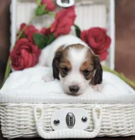 KUDDLES - AKC Red Pie, a female Miniature Dachshund for sale in Graceville, FL – Photo 6 of 7