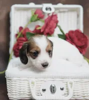 KUDDLES - AKC Red Pie, a female Miniature Dachshund for sale in Graceville, FL – Photo 7 of 7