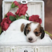 KUDDLES - AKC Red Pie, a female Miniature Dachshund for sale in Graceville, FL – Photo 3 of 7