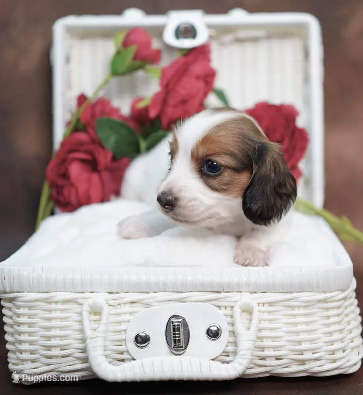 KUDDLES - AKC Red Pie