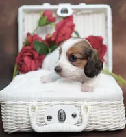 KUDDLES - AKC Red Pie, a female Miniature Dachshund for sale in Graceville, FL – Photo 1 of 7