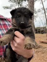 German shepherd , a male German Shepherd Dog for sale in Charlotte, NC – Photo 2 of 5
