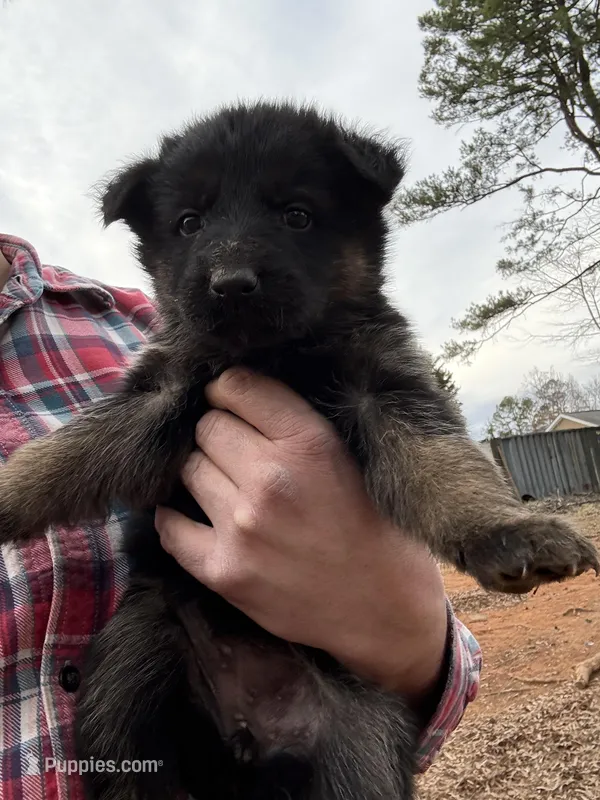 German shepherd , a male German Shepherd Dog for sale in Charlotte, NC – Photo 1 of 5