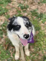 Niko, a male Australian Shepherd for sale in Seneca, SC – Photo 1 of 2