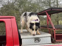 Niko, a male Australian Shepherd for sale in Seneca, SC – Photo 2 of 2